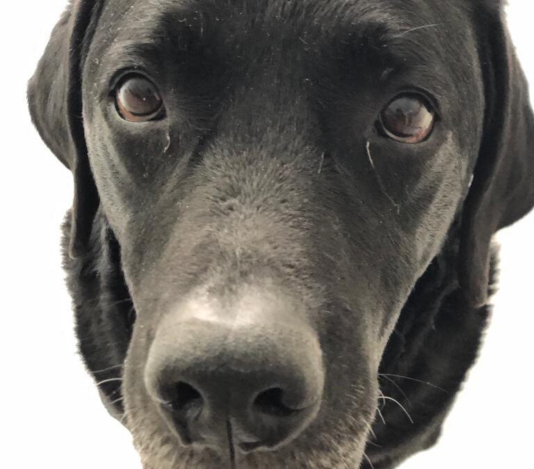 Mag jouw hond morgen mee? En wat zeg je dan……