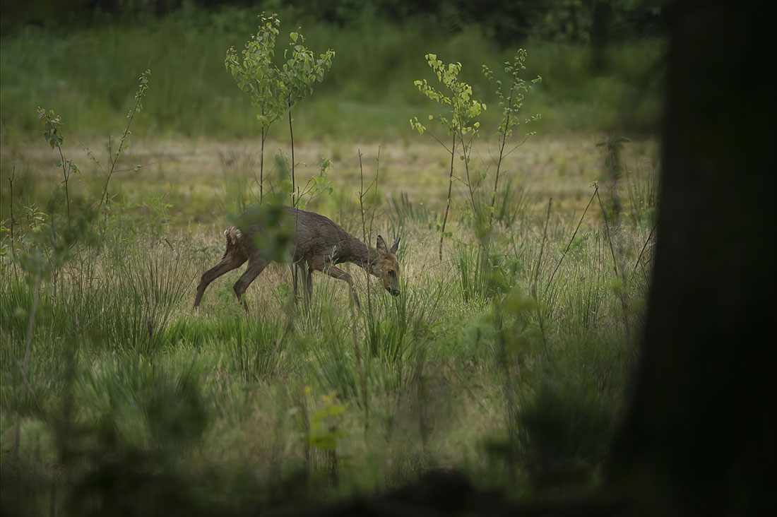 Hof-Uitvaart-&-zorg---Ree-in-de-vrije-natuur